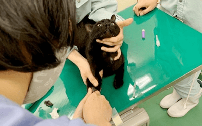 大阪府庁  獣医師職 動物の健康管理