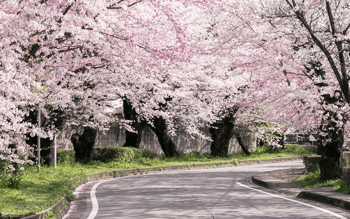 国立遺伝学研究所 桜並木